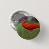 Scharlachrot IBIS Button (Vorne & Hinten)