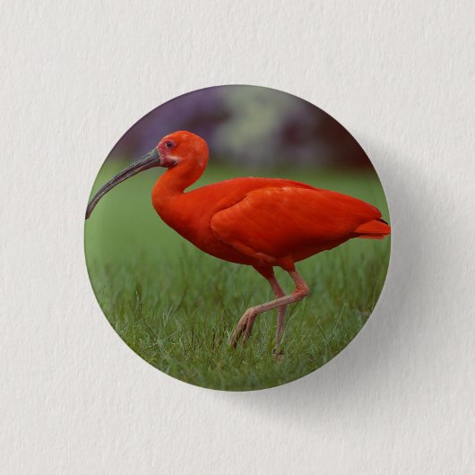 Scharlachrot IBIS Button (Vorderseite)