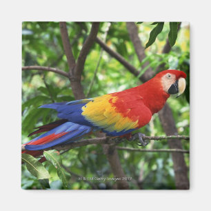 Scharlachrot Macaw auf Ast Magnet