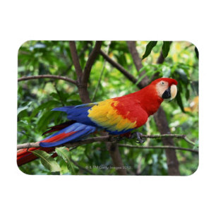 Scharlachrot Macaw auf Ast Magnet