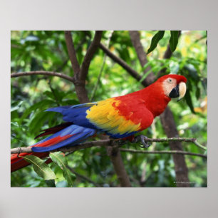 Scharlachrot Macaw auf Ast Poster