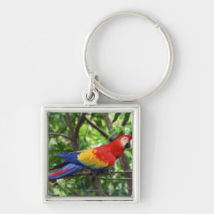 Scharlachrot Macaw auf Ast Schlüsselanhänger