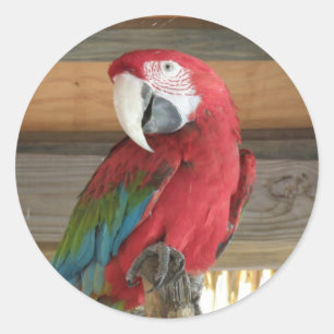 Scharlachrot Macaw-Aufkleber- Runder Aufkleber