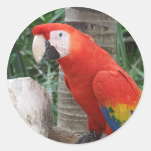 Scharlachrot Macaw-Fotografie- Runder Aufkleber