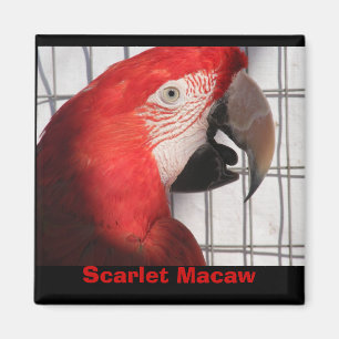 Scharlachrot Macaw- Magnet
