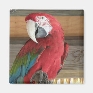 Scharlachrot Macaw-Magnet- Magnet