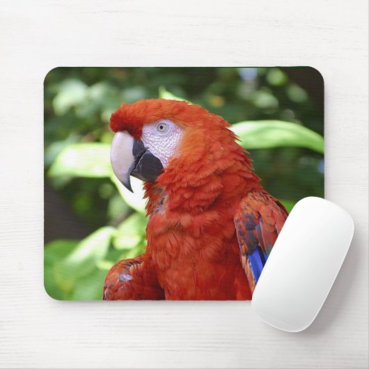 Scharlachrot Macaw- Mousepad (Mit Mouse)
