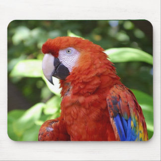 Scharlachrot Macaw- Mousepad