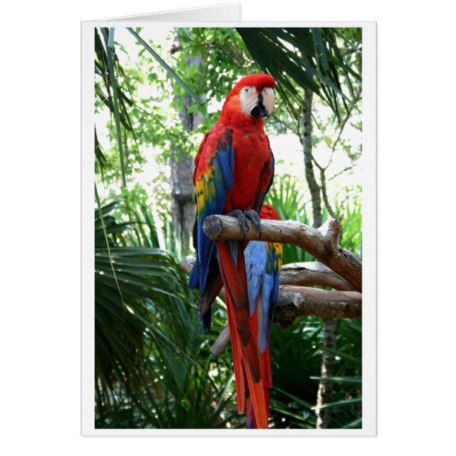 Scharlachrot Macaw, roter Macaw photograp Entwurf (Vorne)