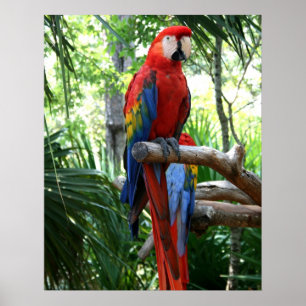 Scharlachrot Macaw, roter Macaw photograp Entwurf Poster