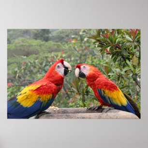 Scharlachrot Mackaws Poster