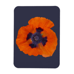 Scharlachrot Orange Poppy 1 Magnet
