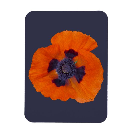 Scharlachrot Orange Poppy 1 Magnet (Vertikal)