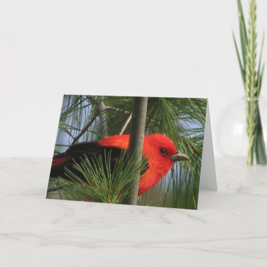 Scharlachrot O'Tanager Karten- Karte (Vorderseite)