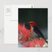 Scharlachrot Postkarte (Vorne/Hinten)