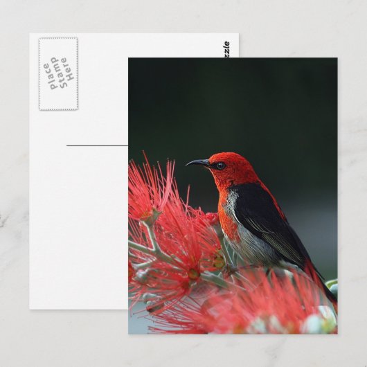 Scharlachrot Postkarte (Vorne/Hinten)