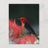 Scharlachrot Postkarte (Vorderseite)