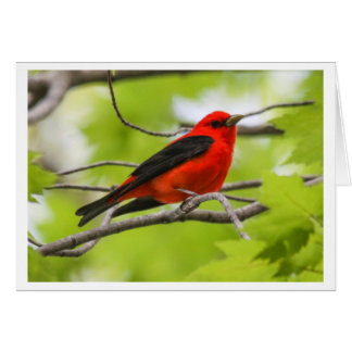 Scharlachrot Tanager-