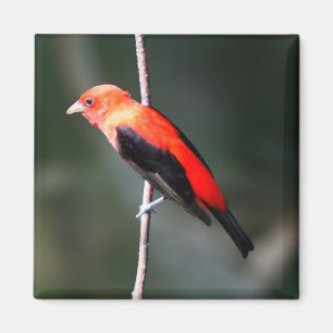 Scharlachrot Tanager-Quadrat-Magnet- Magnet