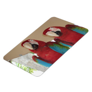 Scharlachroter Ara Tropische Illustration Magnet