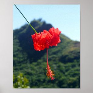 Scharlachroter Hibiskus in Hawaii Poster