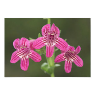 Scharlachroter Penstemon, Penstemon triflorus, Fotodruck