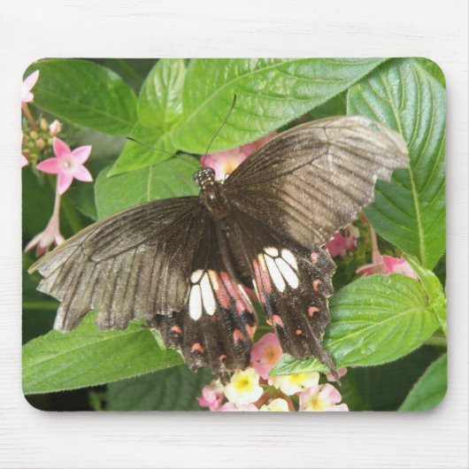 Scharlachrotes Frack Butterfly Macro Mousepad (Vorne)