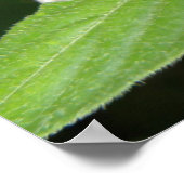 Scharlachrotes Frack Butterfly Macro Print Poster (Ecke)