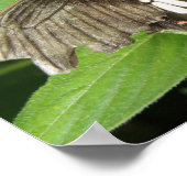 Scharlachrotes Frack Butterfly Macro Print Poster (Ecke)