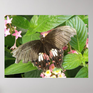 Scharlachrotes Frack Butterfly Macro Print Poster