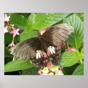 Scharlachrotes Frack Butterfly Macro Print Poster
