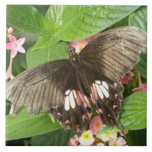 Scharlachrotes Frack Schmetterling Makro Tile Fliese