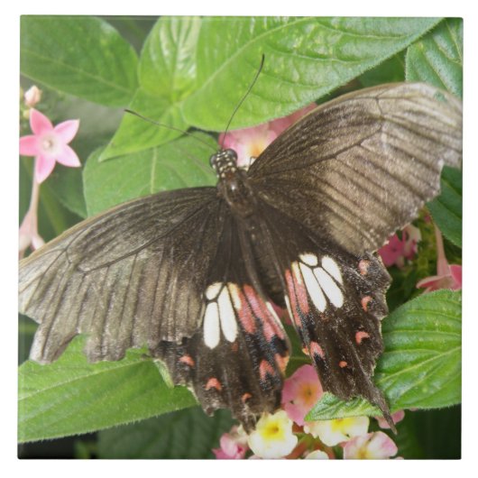 Scharlachrotes Frack Schmetterling Makro Tile Fliese (Vorderseite)