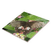Scharlachrotes Frack Schmetterling Makro Tile Fliese (Seite)