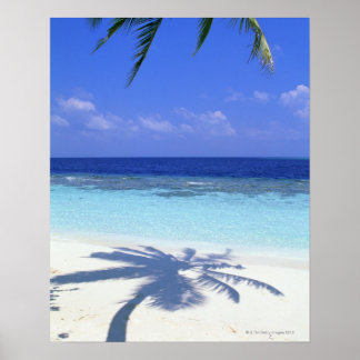 Schatten der Palme Poster