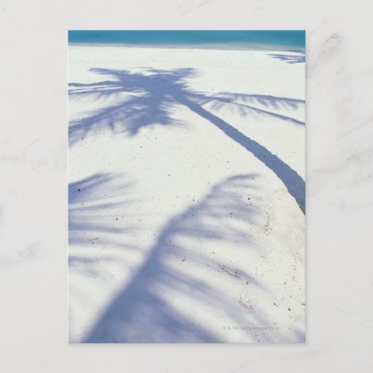 Schatten der Palme Tree 2 Postkarte (Vorderseite)
