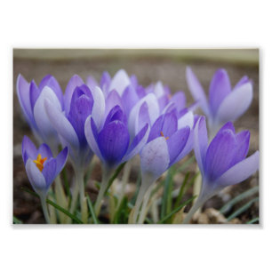 Schatten des lila photographischen Druckes 7x5 Fotodruck