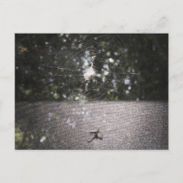 Schatten des Orb-Weaver - Spider-Foto Postkarte