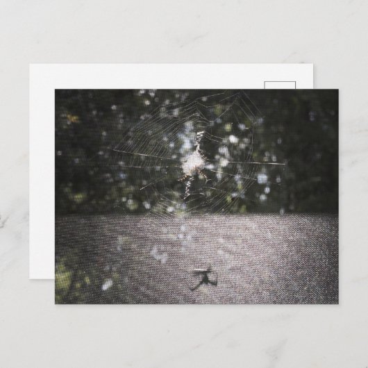 Schatten des Orb-Weaver - Spider-Foto Postkarte (Vorne/Hinten)