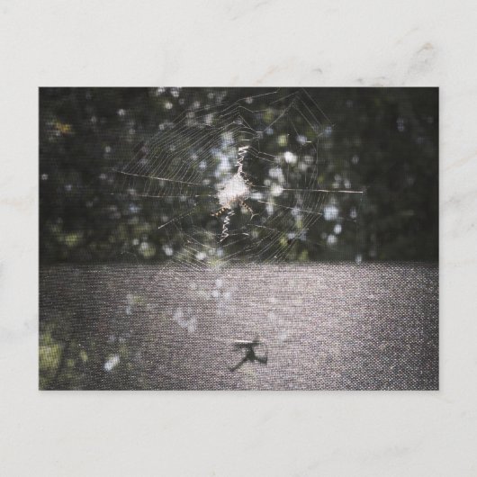 Schatten des Orb-Weaver - Spider-Foto Postkarte (Vorderseite)