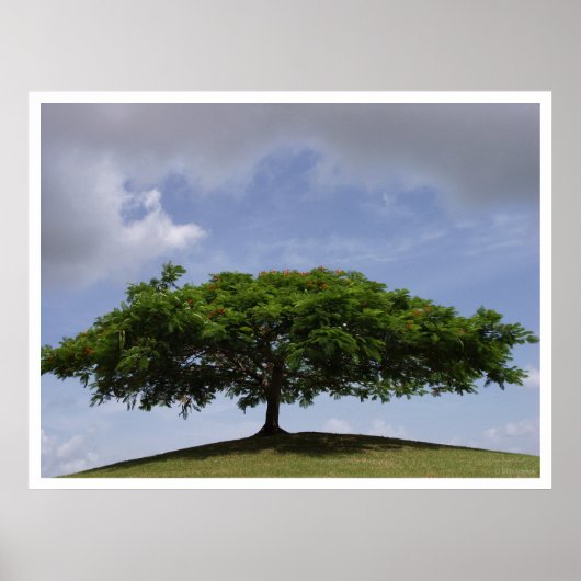 Schatten Poster (Vorne)