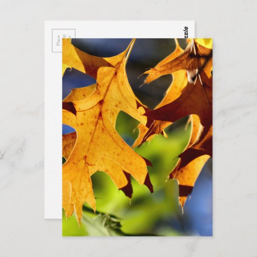 Schatten Postkarte (Vorne/Hinten)