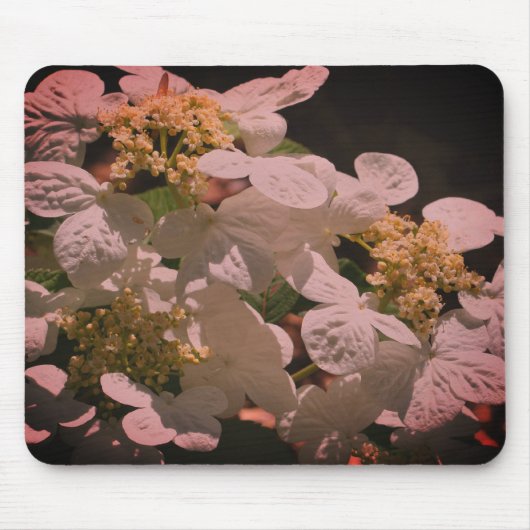 Schatten und leichte Lacecap Hydrangea-Blume Mousepad (Vorne)
