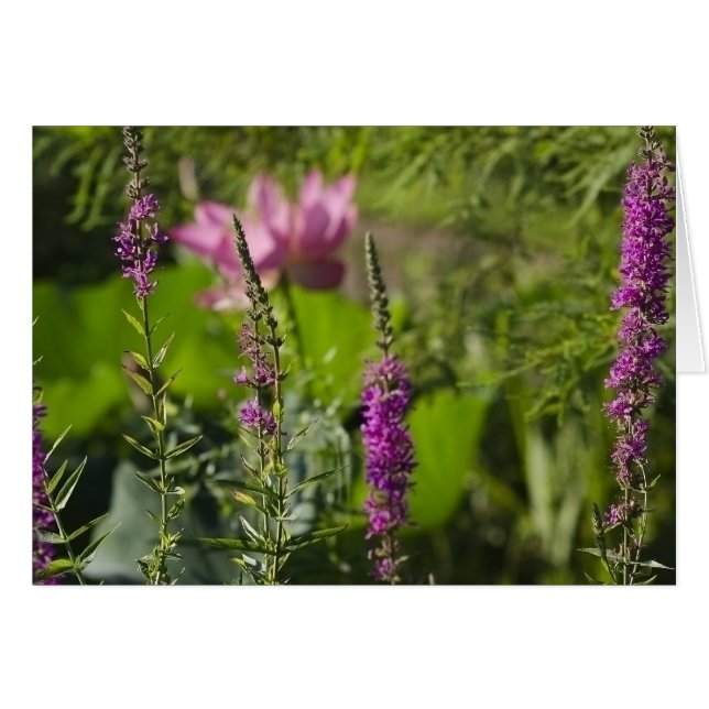 Schatten von rosa und von Lila (Vorderseite (Horizontal))