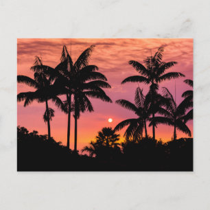Schattenrisse von Palmen, Hawaii Postkarte
