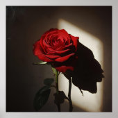 Schattierte Rote Rose - Dramatischer Chiaroscuro F Poster (Vorne)