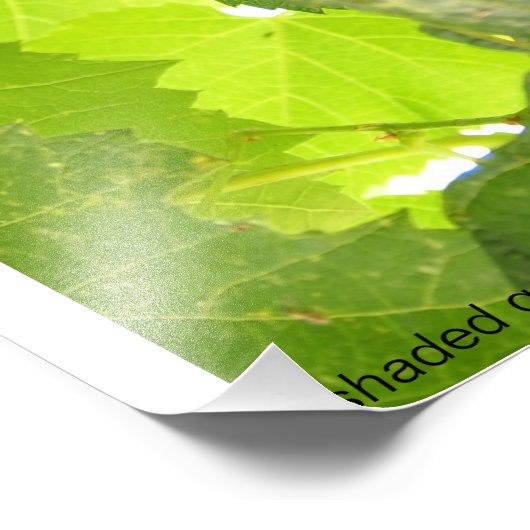 Schattierte Trauben Fotografie (Ecke)