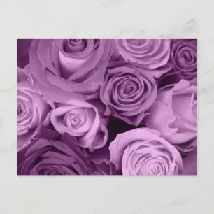 Schattierungen Lila Rose Postkarte