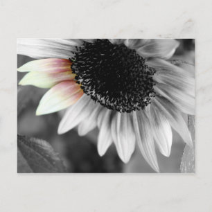 Schattierungen von Sonnenkarten Postkarte