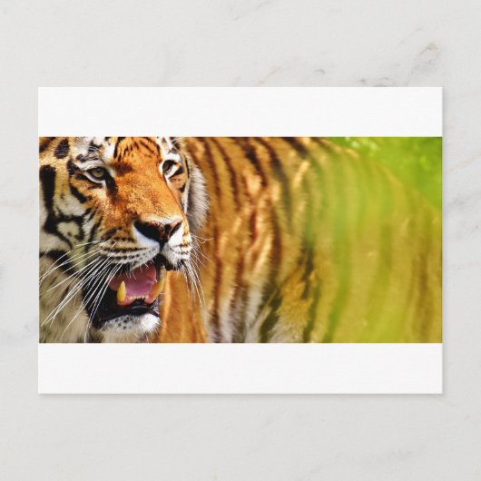 Schatz Postkarte (Vorderseite)